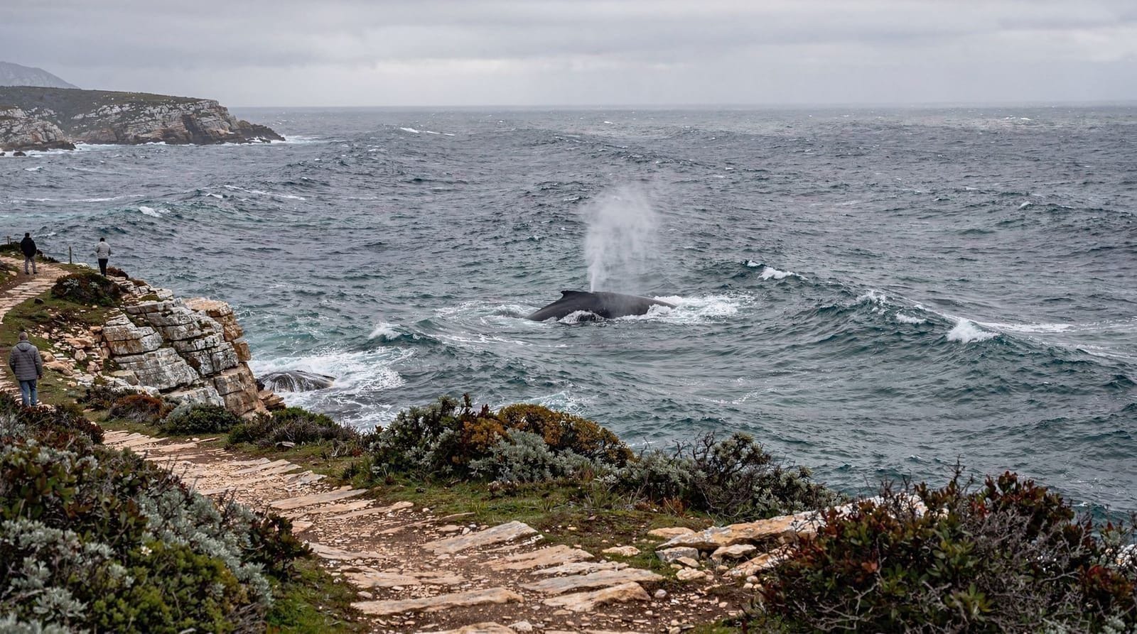 Voir des baleines sans bateau