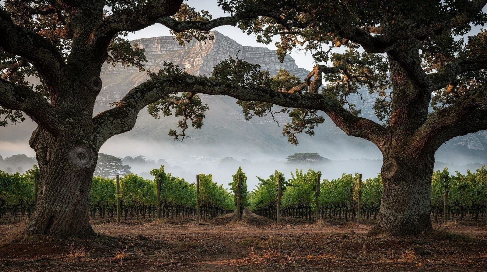 Constantia Valley