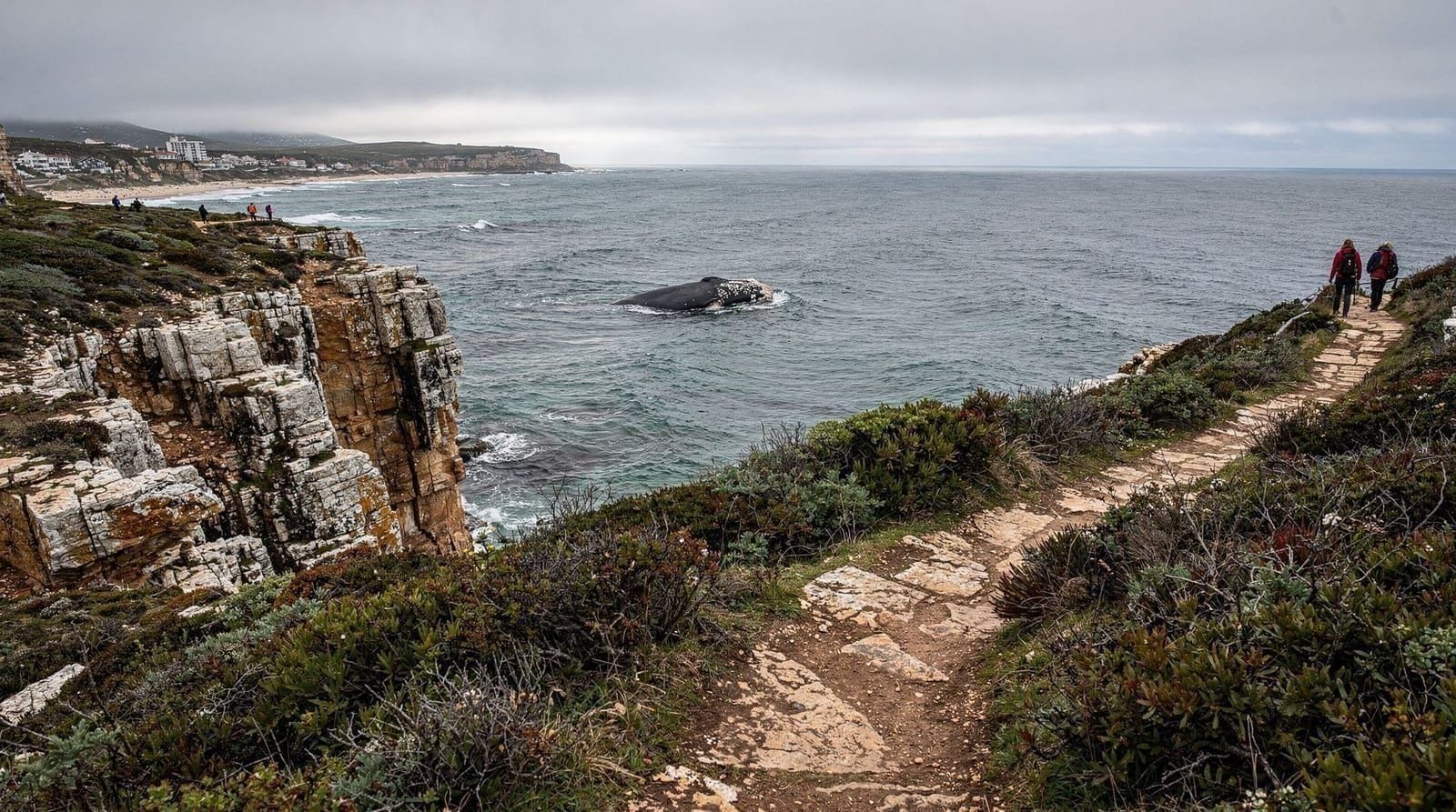 Hermanus