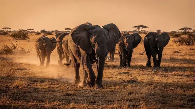 Aquila and the Big Five day safari