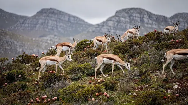 Cape Town wildlife, month by month