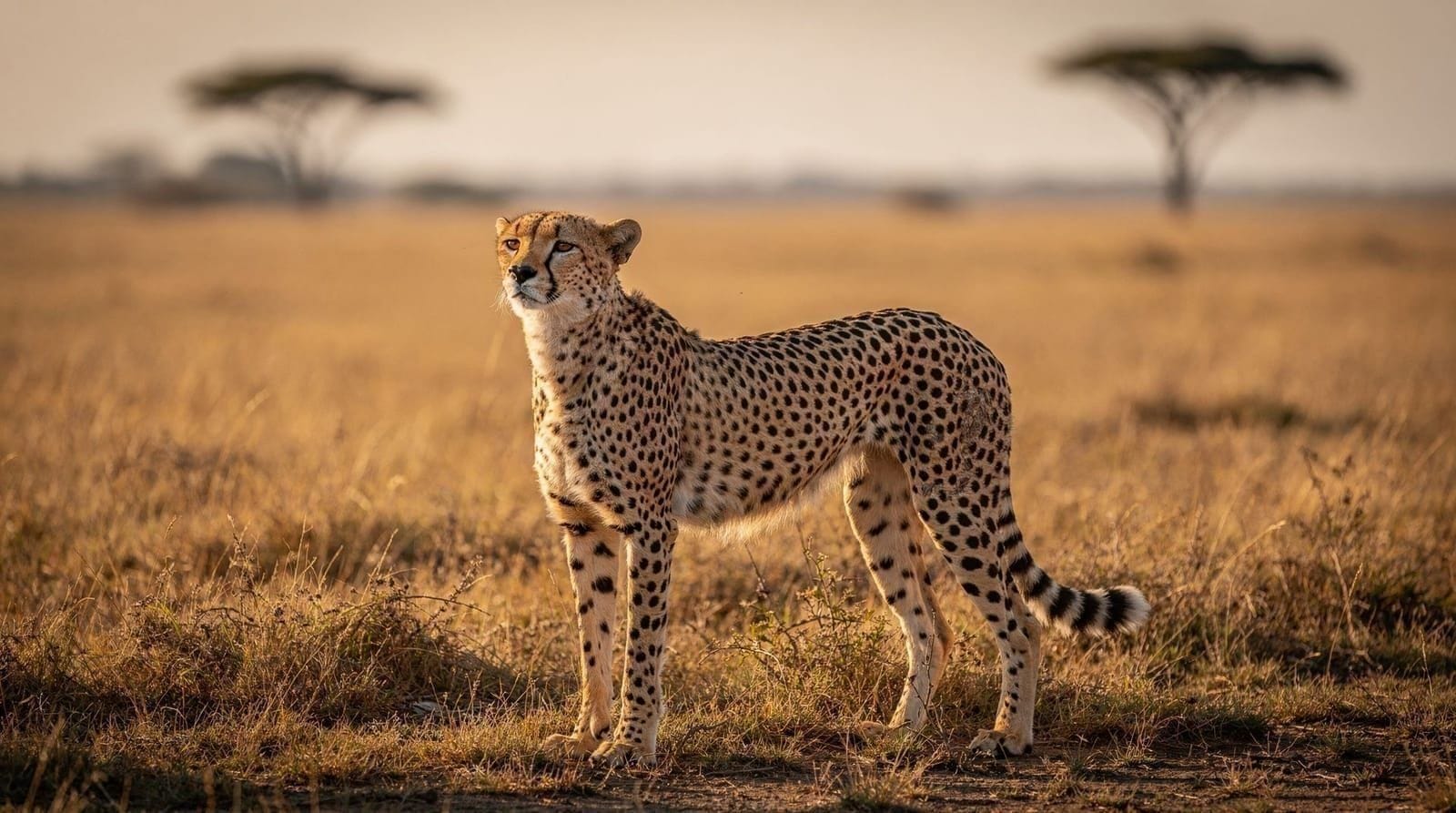 Cheetah-ontmoetingen en dierenethiek