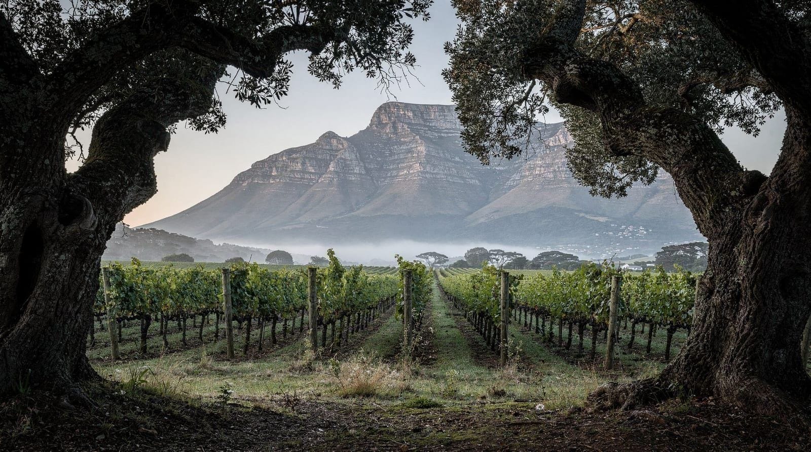 Constantia: wijn twintig minuten van de stad