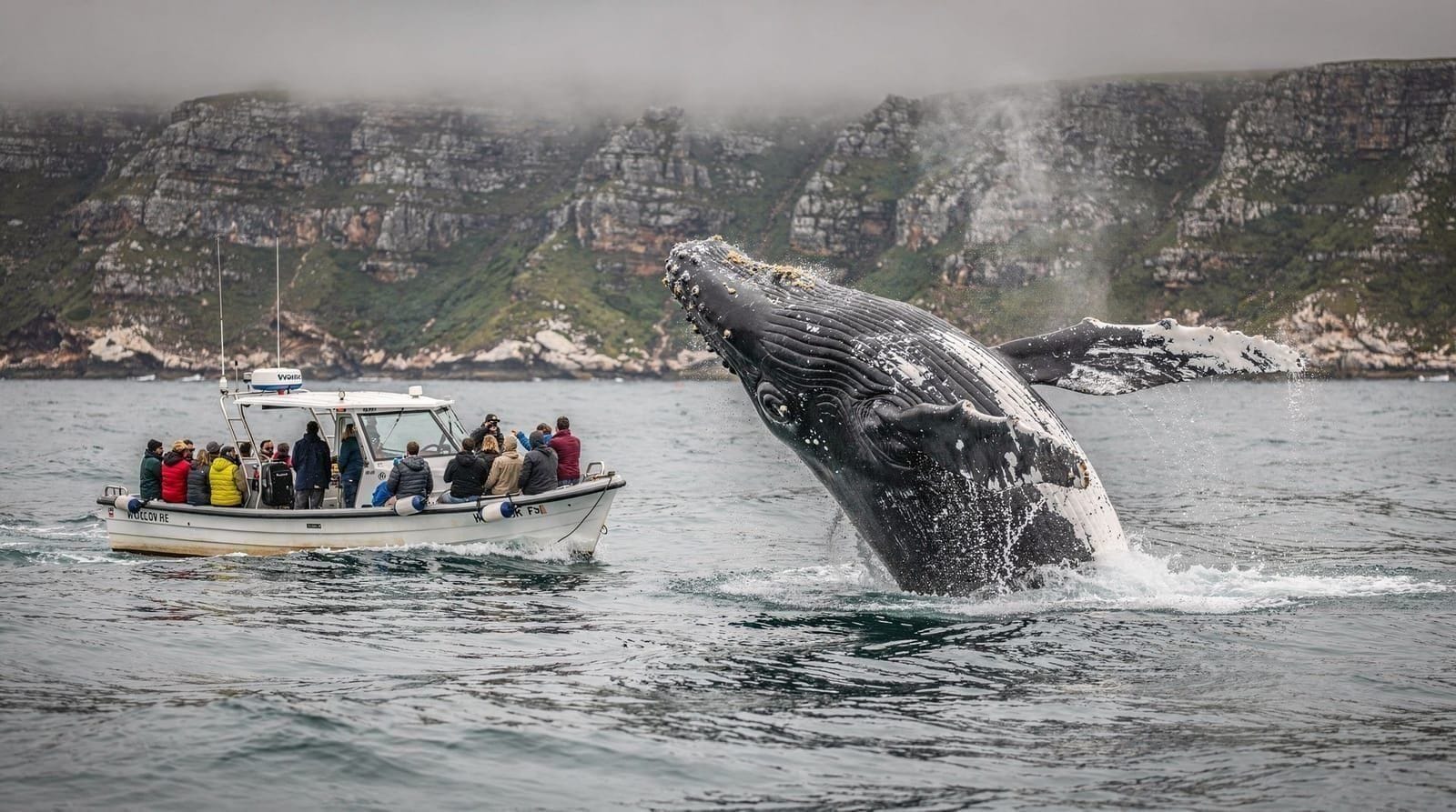 Avistamiento de ballenas: desde el acantilado o en barco