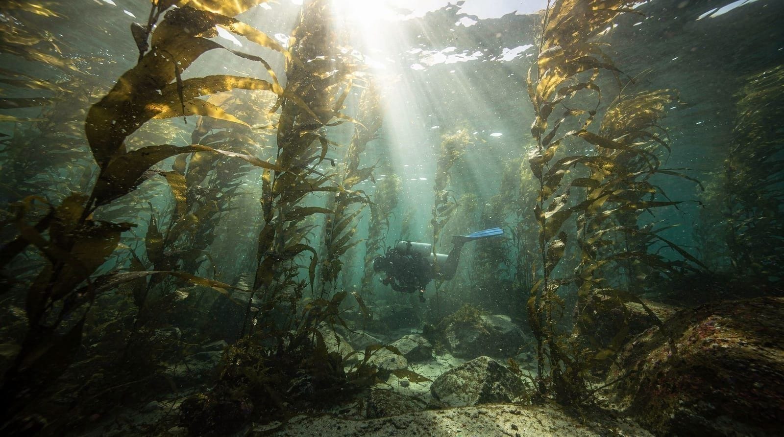 Diving the kelp forests of False Bay