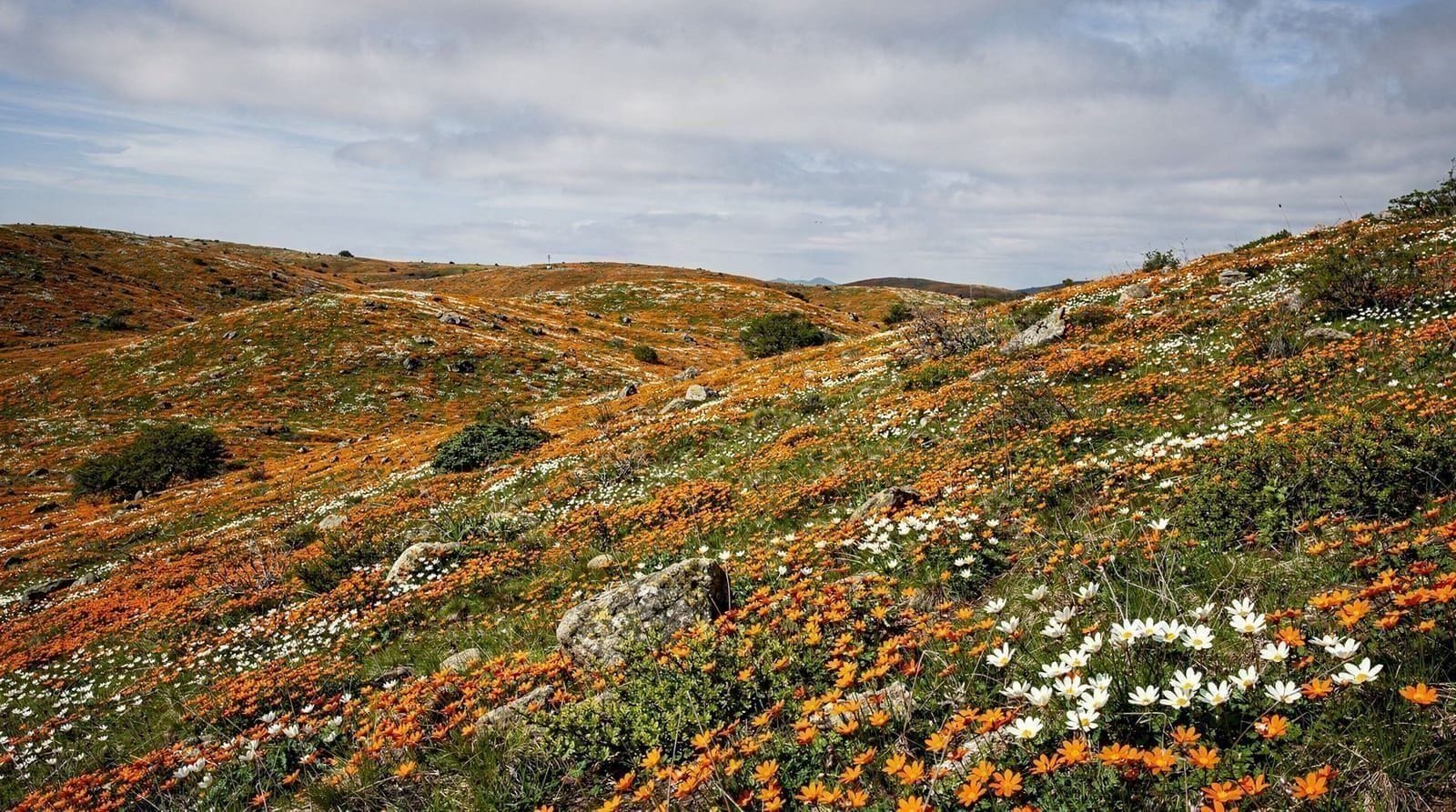 Wilde-bloemenseizoen aan de Westkust