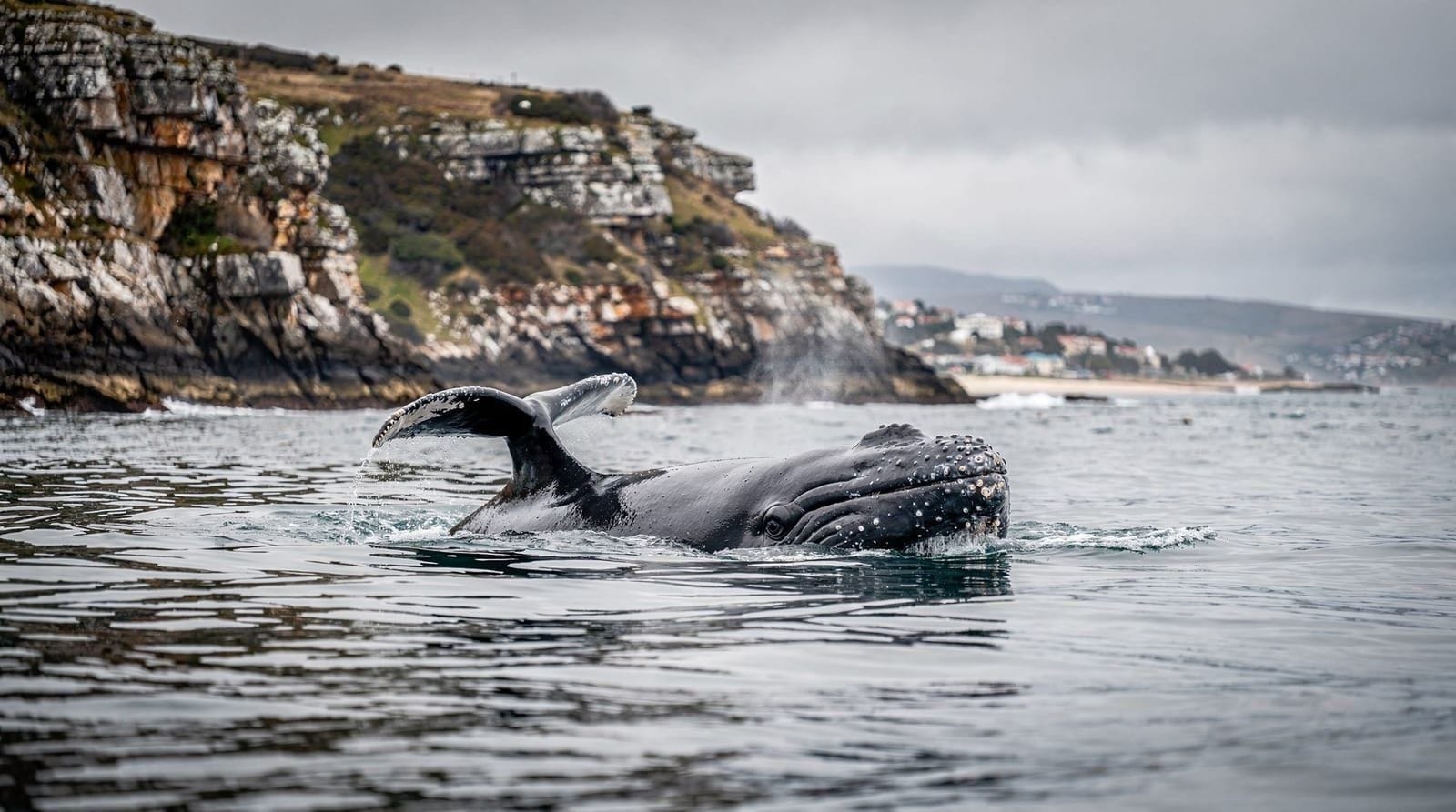 Cuatro días en la temporada de ballenas de Ciudad del Cabo